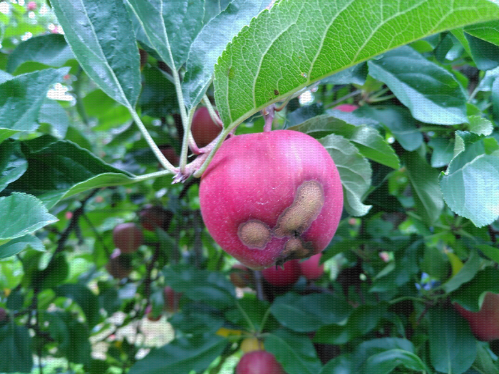 Symptôme de tavelure, Venturia inaequalis, sur pomme